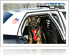 drug sniffing dog in police cruiser